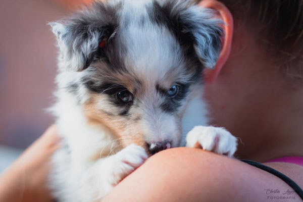 Beutlin's Dearest Boy Who Lived *Harry, 6 weeks old 
