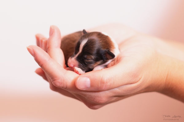 Beutlin's Chronicles of Narnia 3 days old