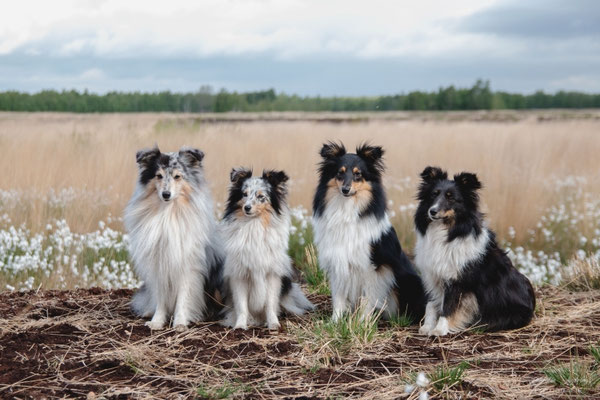 Eros, Lily, Piko, Ginny 