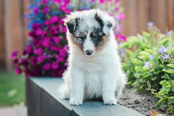 Beutlin's Dauntless Phoenix *Fawkes, 6 weeks old 