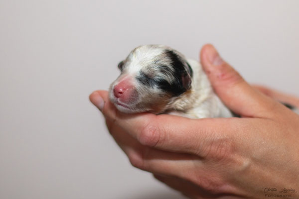 Beutlin's Dearest Boy Who Lived *Harry, 1 day old