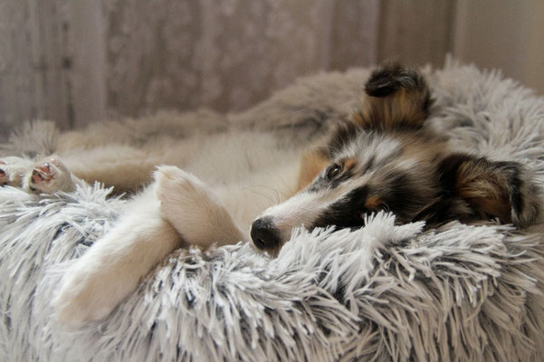 Beutlin's Dauntless Phoenix *Fawkes, 12 weeks old 