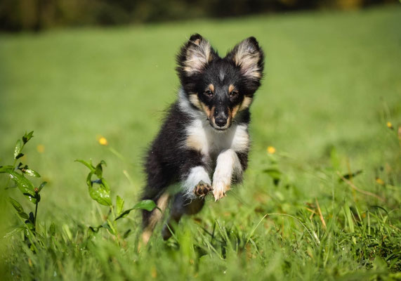 Beutlin's A Free Elf *Dobby* 19 weeks