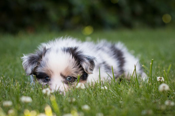 Beutlin's Dearest Boy Who Lived *Harry, 5 weeks old