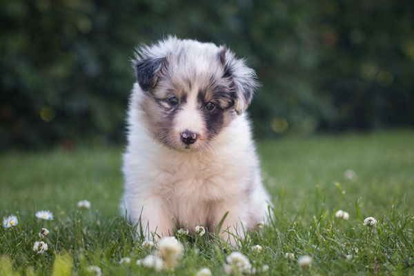 Beutlin's Dauntless Phoenix *Fawkes, 5 weeks old 