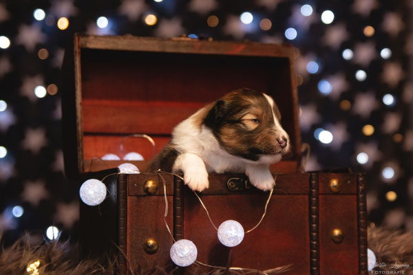 Beutlin's Colors of the Wind *Meeko*, 2 weeks old 