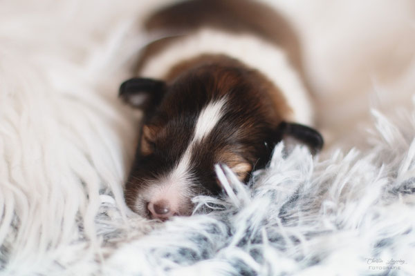 Beutlin's Colors of the Wind, 1 week 