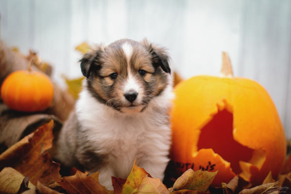 Beutlin's Colors of the Wind *Meeko, 4 weeks old 