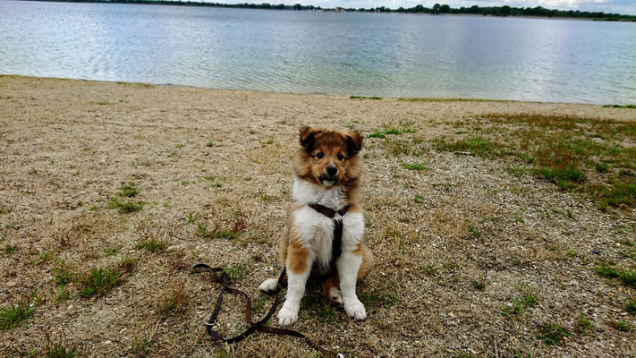 Beedle 10 weeks