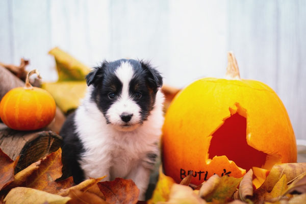 Beutlin's Chamber of Secrets *Riddle, 4 weeks old 