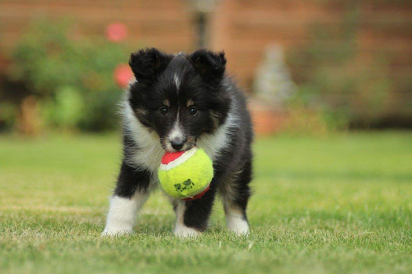 Ginny 8 Weeks