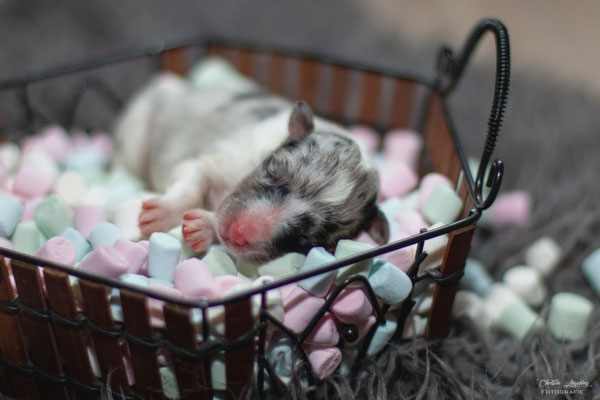 Beutlin's Dauntless Phoenix *Fawkes, 1 day old 