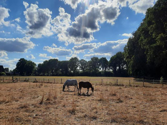 Pferde auf der Koppel im Sonnenschein