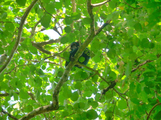 Gombe Nationalpark mit Schimpansen