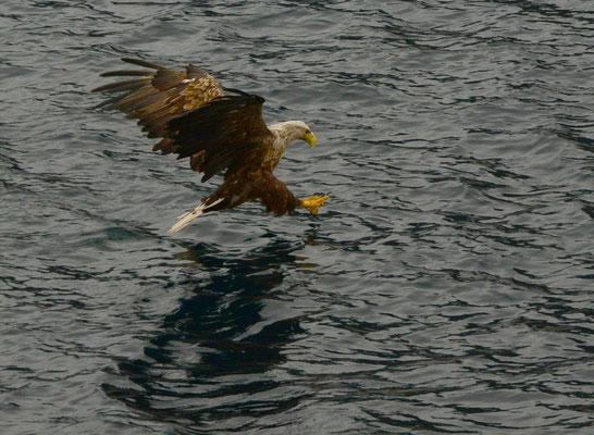 Seeadler im Trollfjord (c) Felix