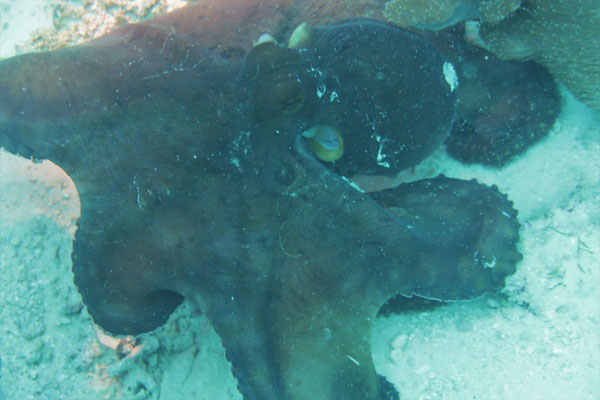 Oktopus