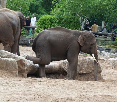 Morgenyoga im Chester Zoo