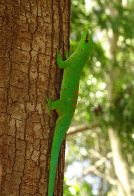 Großer Madagaskar-Taggecko