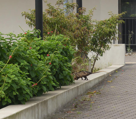 zu spät geknipst - ich schätze aber, es war ein Opossum