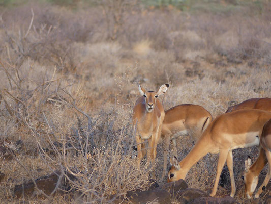 Samburu, Kenia