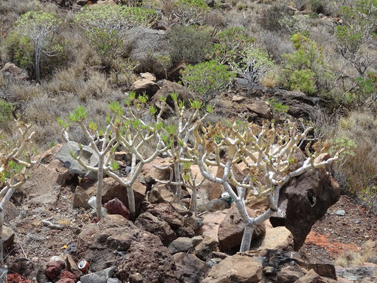 La Gomera, Spanien