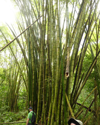 Riesen-Bambus in Samaná