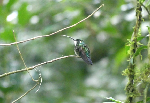 Die helle Verlängerung des schwarzen Schnabels ist die Kolibri-Zunge