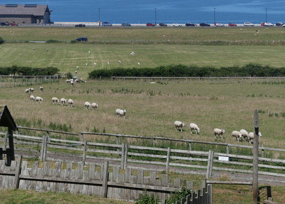wenn es zum Mittagessen ruft, kommen alle gelaufen