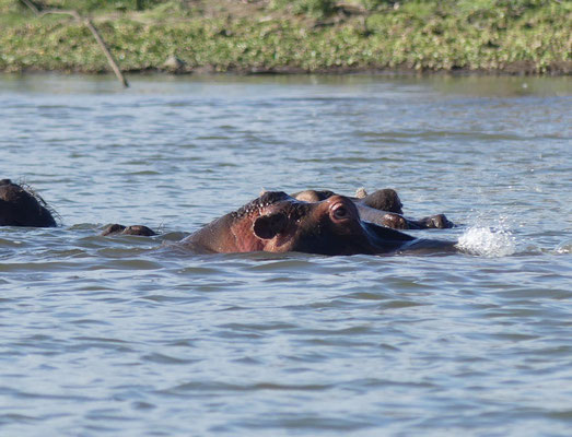 Lake Naivasha, Kenia