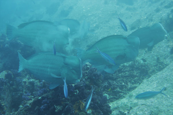 Humphead Parrotfish