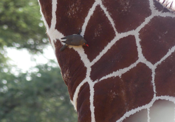 Samburu, Kenia