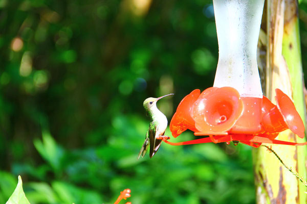 Kolibri in Jamaika