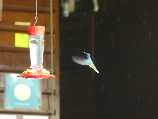 Kolibri