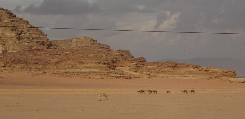 gäbe es wilde Kamele in Jordanien, wären sie wohl das