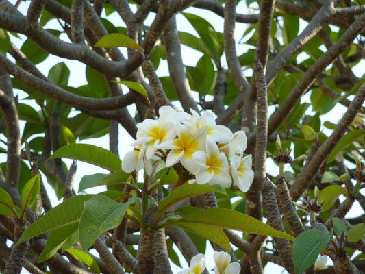 Frangipani!!