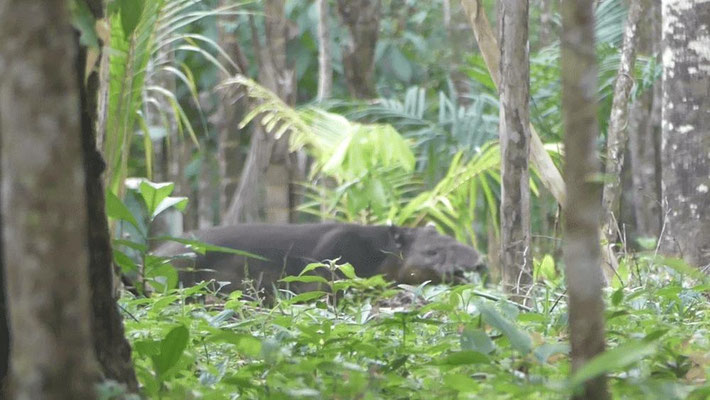 Tapir beim Snacken