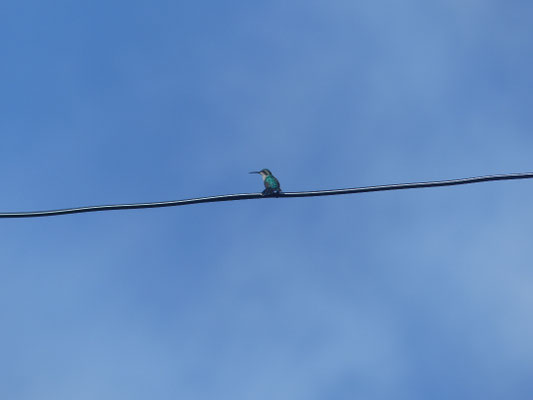 Kolibri!