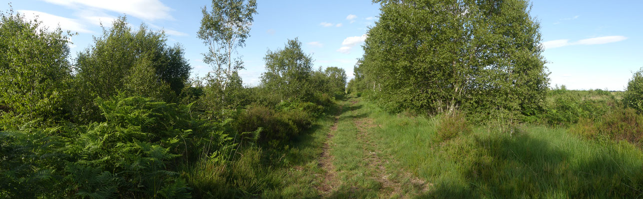 Abendspaziergang in den Bettisfield Mosses