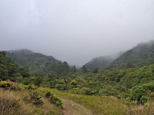 In der Tat Nebelwald sobald am Nachmittag die Wolken über die Berge kommen