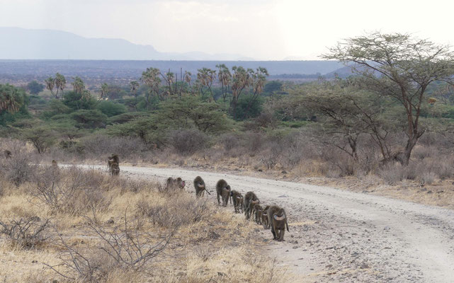 Samburu, Kenia