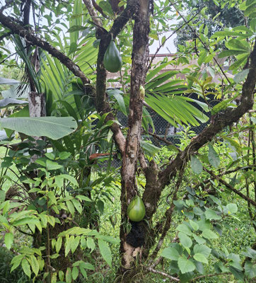 aha. eindeutig ein Wasserbomben-Baum.