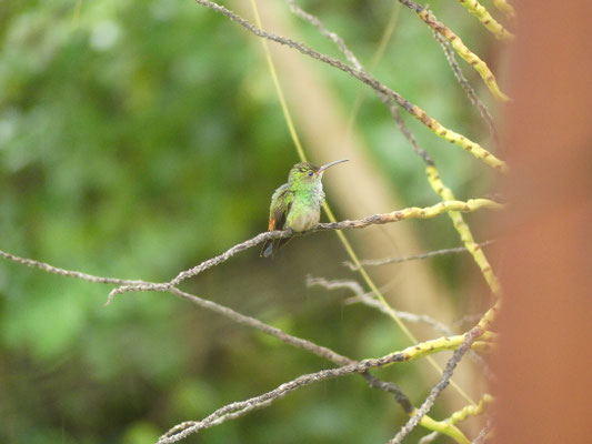 Kolibri nach der Regendusche