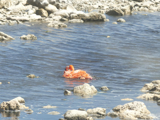 Badetag bei den Flamingos