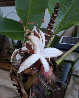 Banane