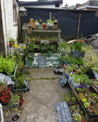 Pflanzenverkauf ohne Laden oder Verkäufer, dafür mit Vertrauenskasse