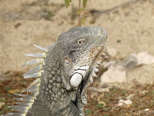 Leguan