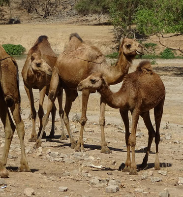 Jebel Samhan, Oman