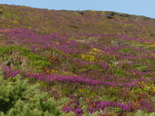 bunt leuchtende Heide in Holyhead