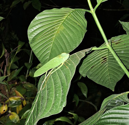Riesen-Blatt-Heuschrecke