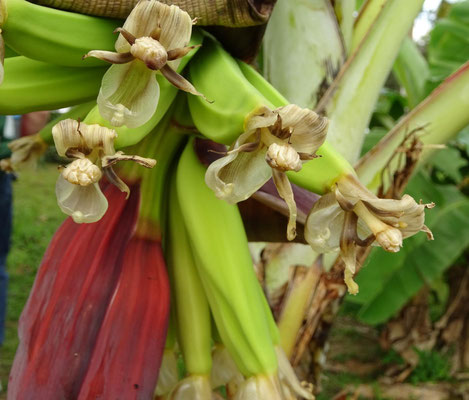 Bananenblüten - wenn sie abfallen, bleibt die Bananenfrucht stehen und reift